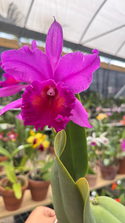 Blc. Amy Wakasugi 6"