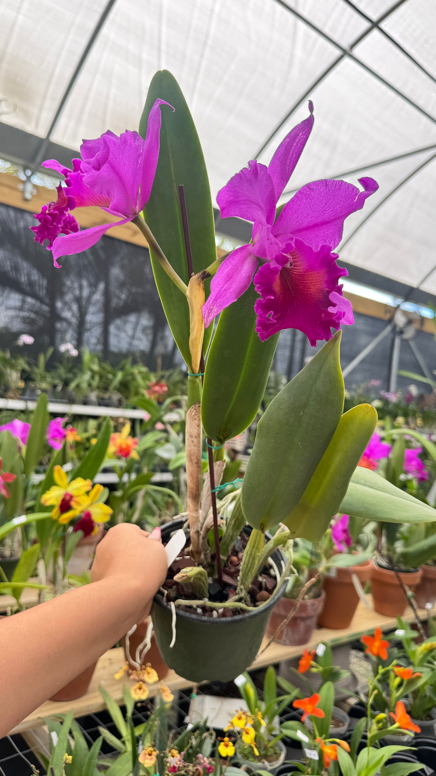 Blc. Amy Wakasugi 6"