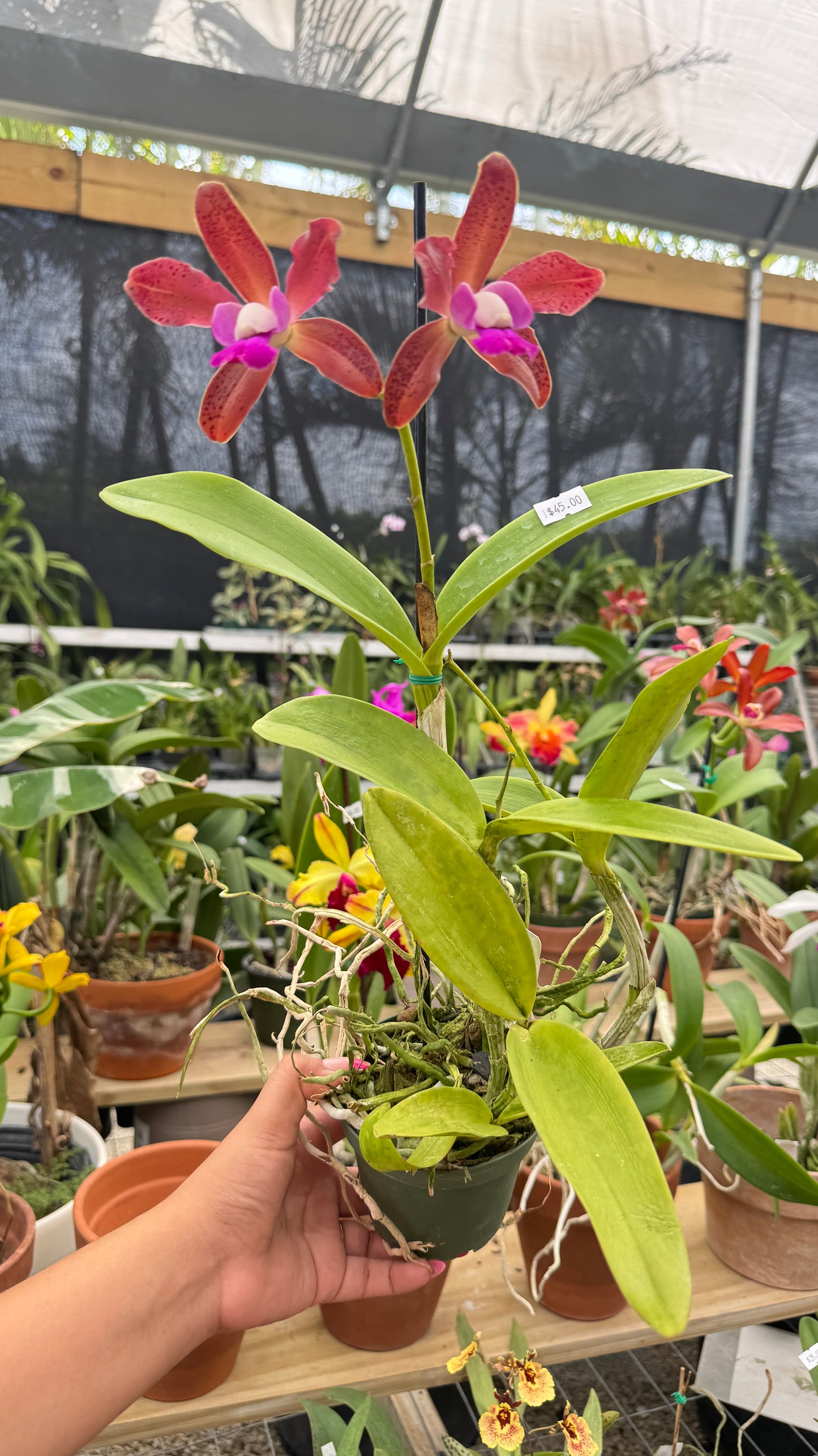 Lc. PLUM LULU X C. ALLEN CONDO 4"