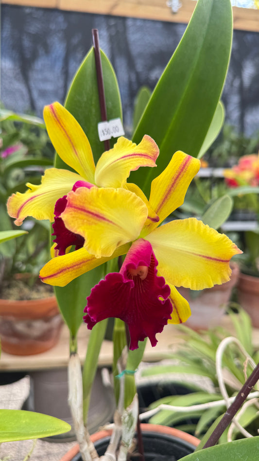BLC. TOSHIE AOKI 6"
