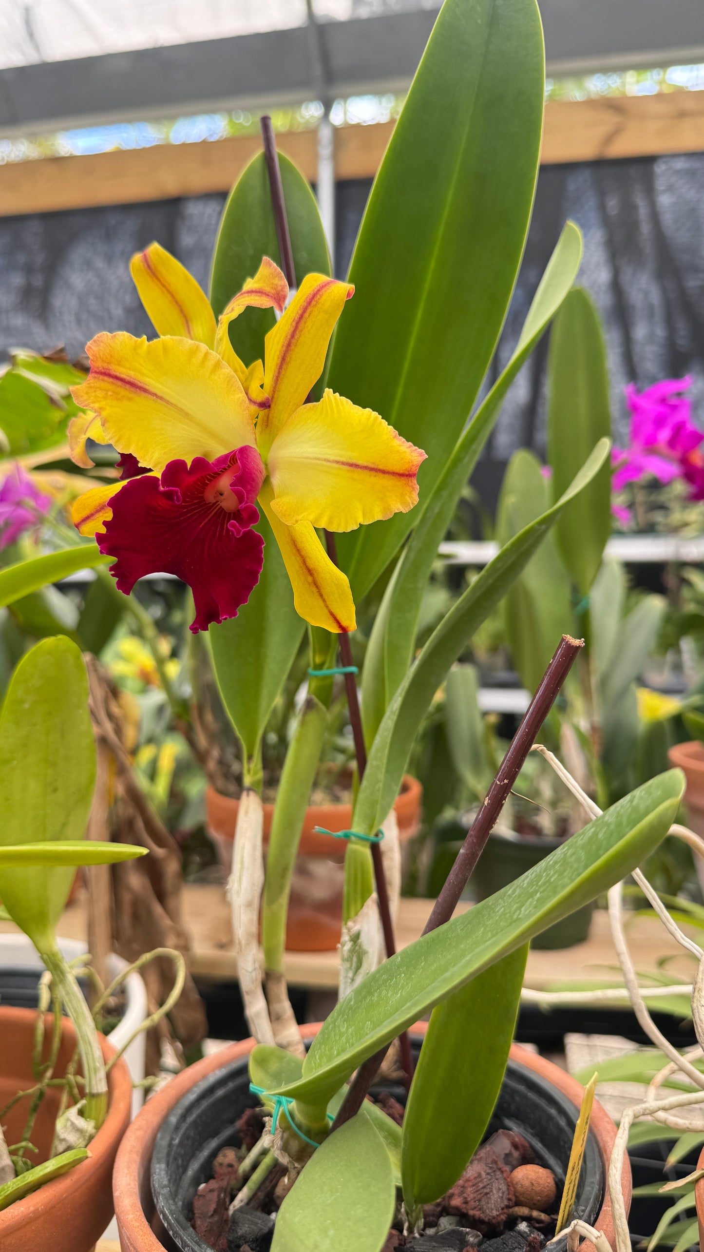 BLC. TOSHIE AOKI 6"