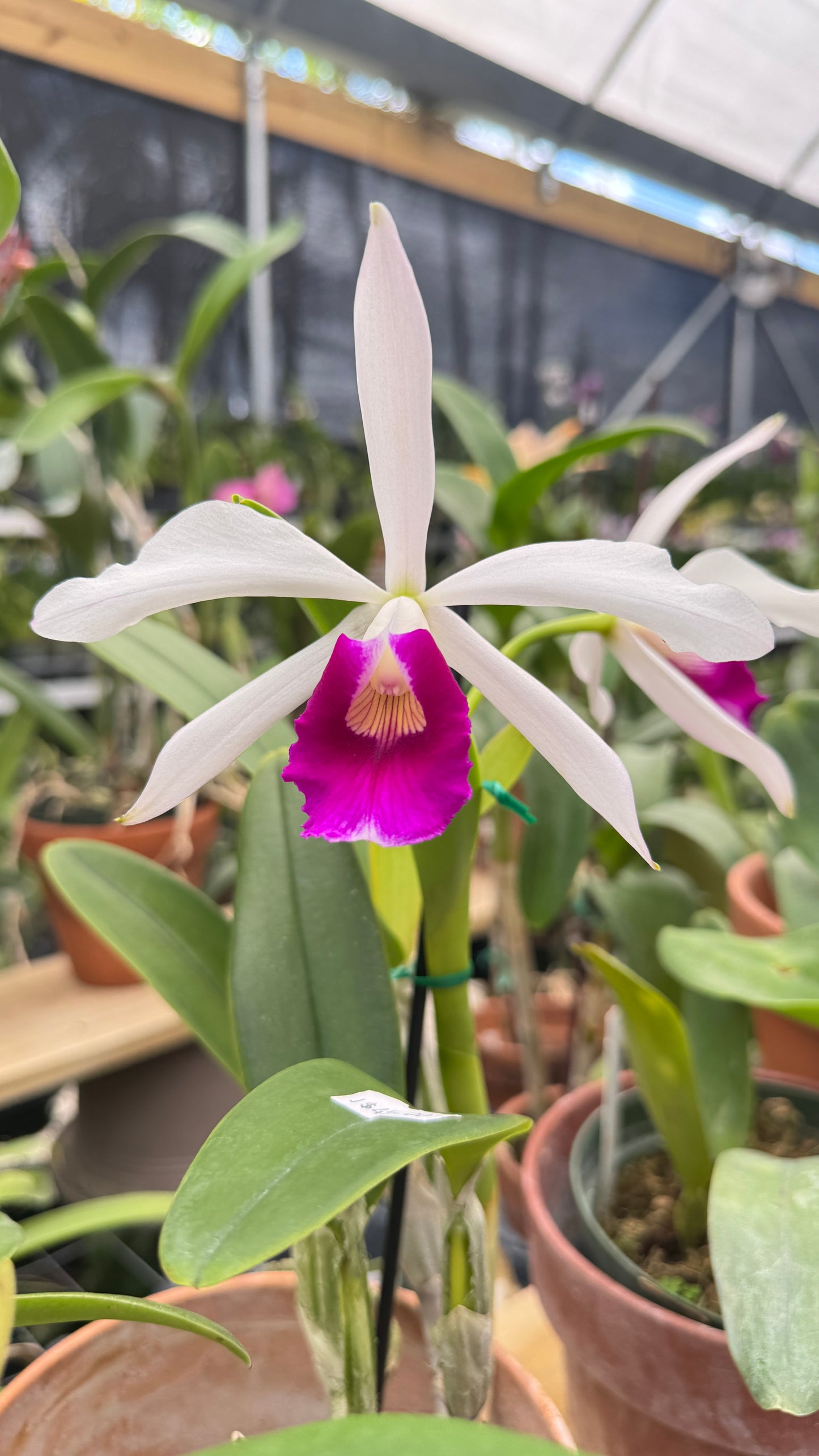C. VIOLACEA F. FLAMEA X C PURPURATA VAR. 4"