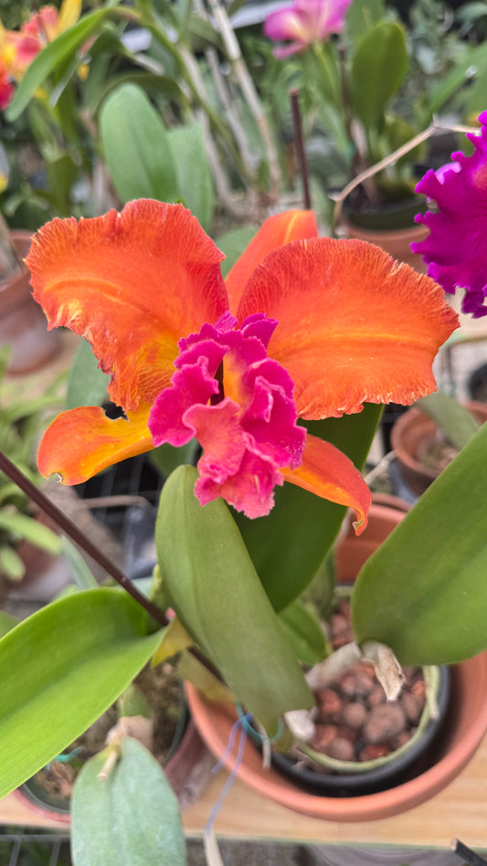RLC. ANGLANATTA X TAINAN CITY 6"