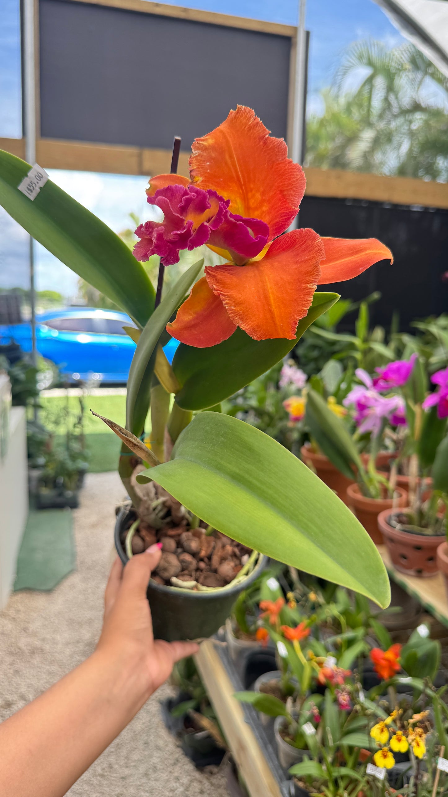 RLC. ANGLANATTA X TAINAN CITY 6"