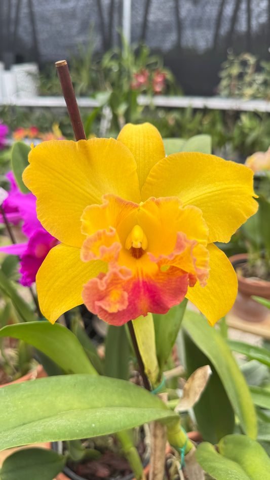 RLC. TAKESHI AKATSAKA 'VOLCANO' 6"