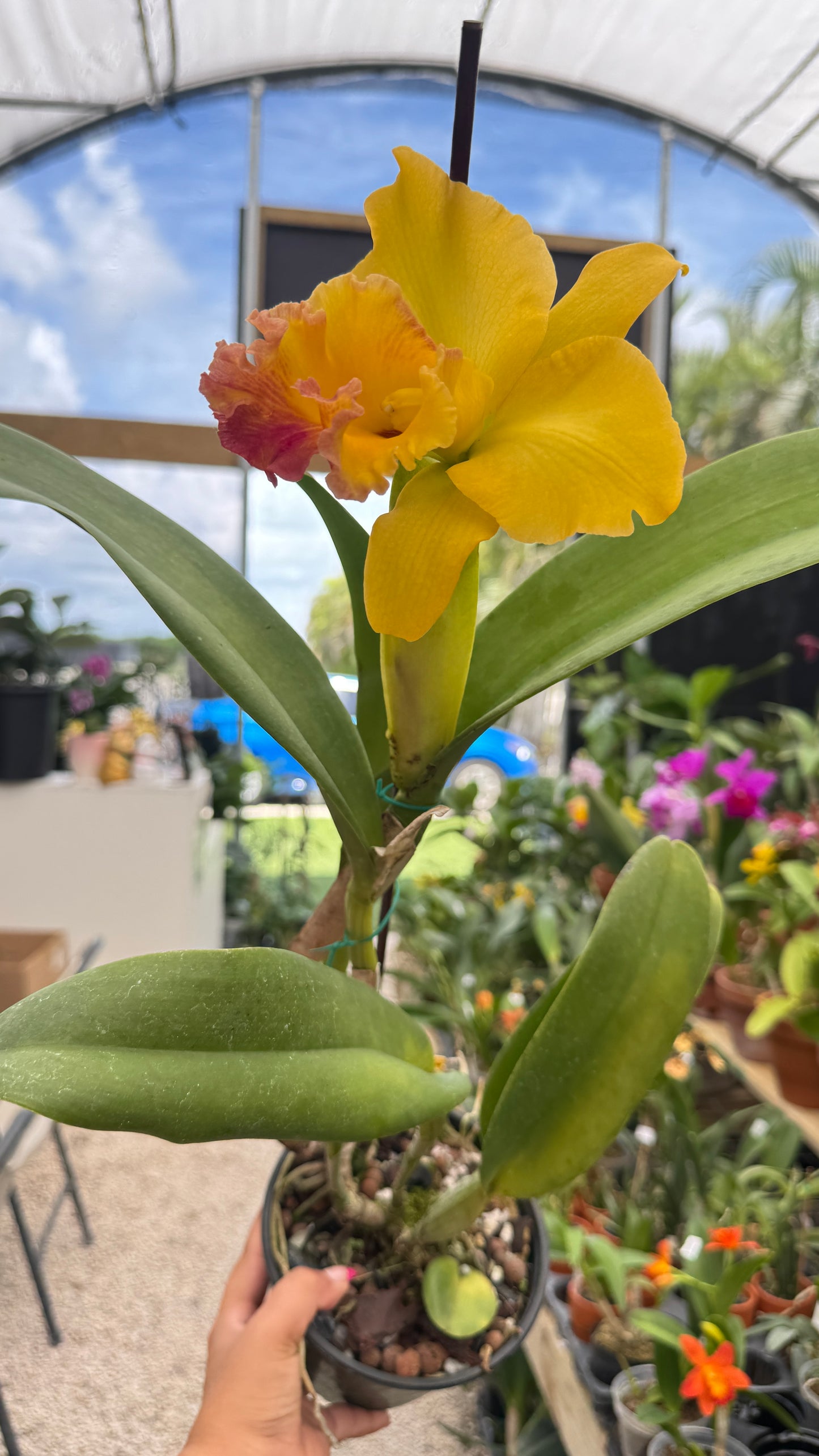 RLC. TAKESHI AKATSAKA 'VOLCANO' 6"
