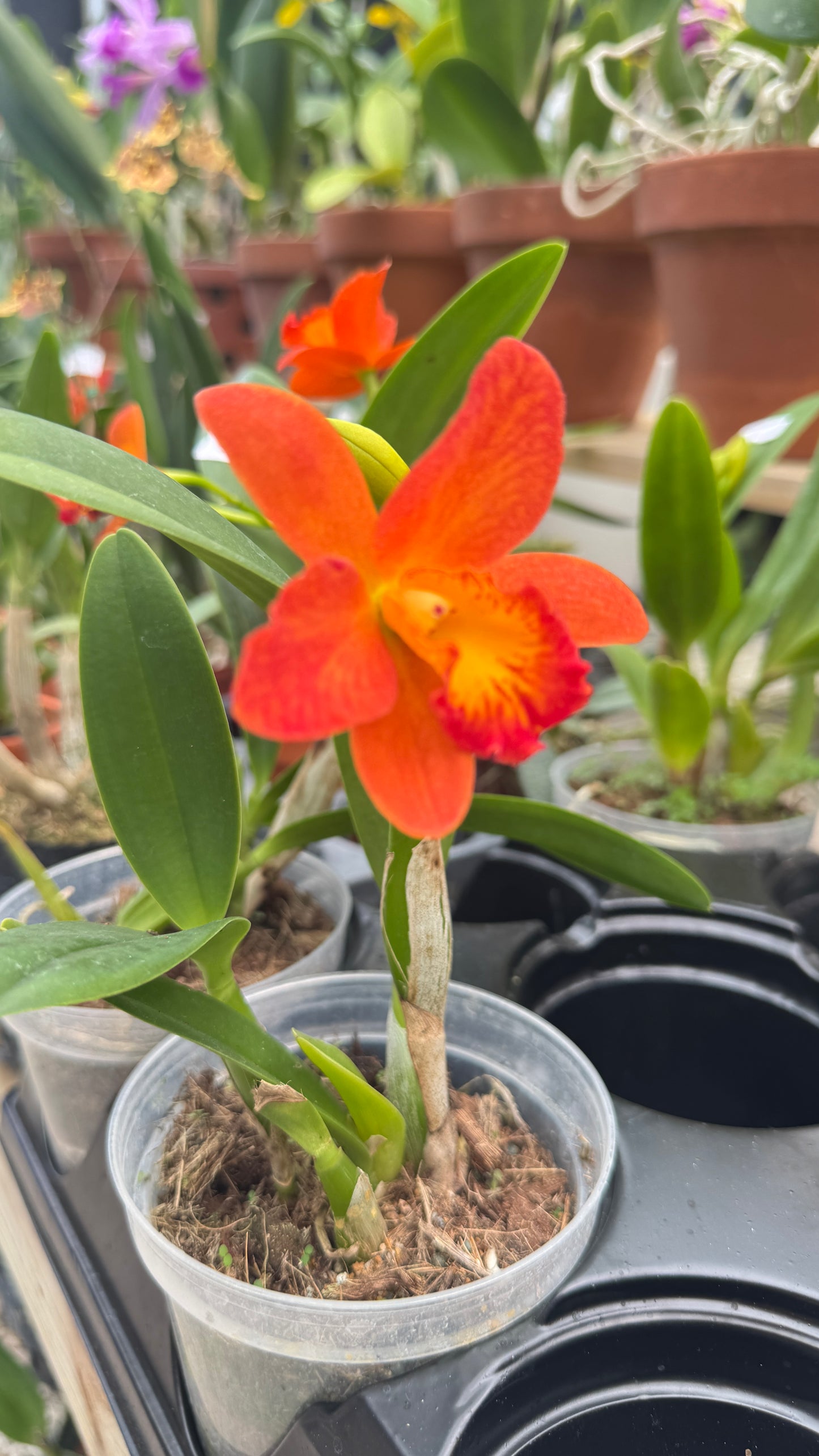 CATTLEYA SHINFON ORNAGE 4"