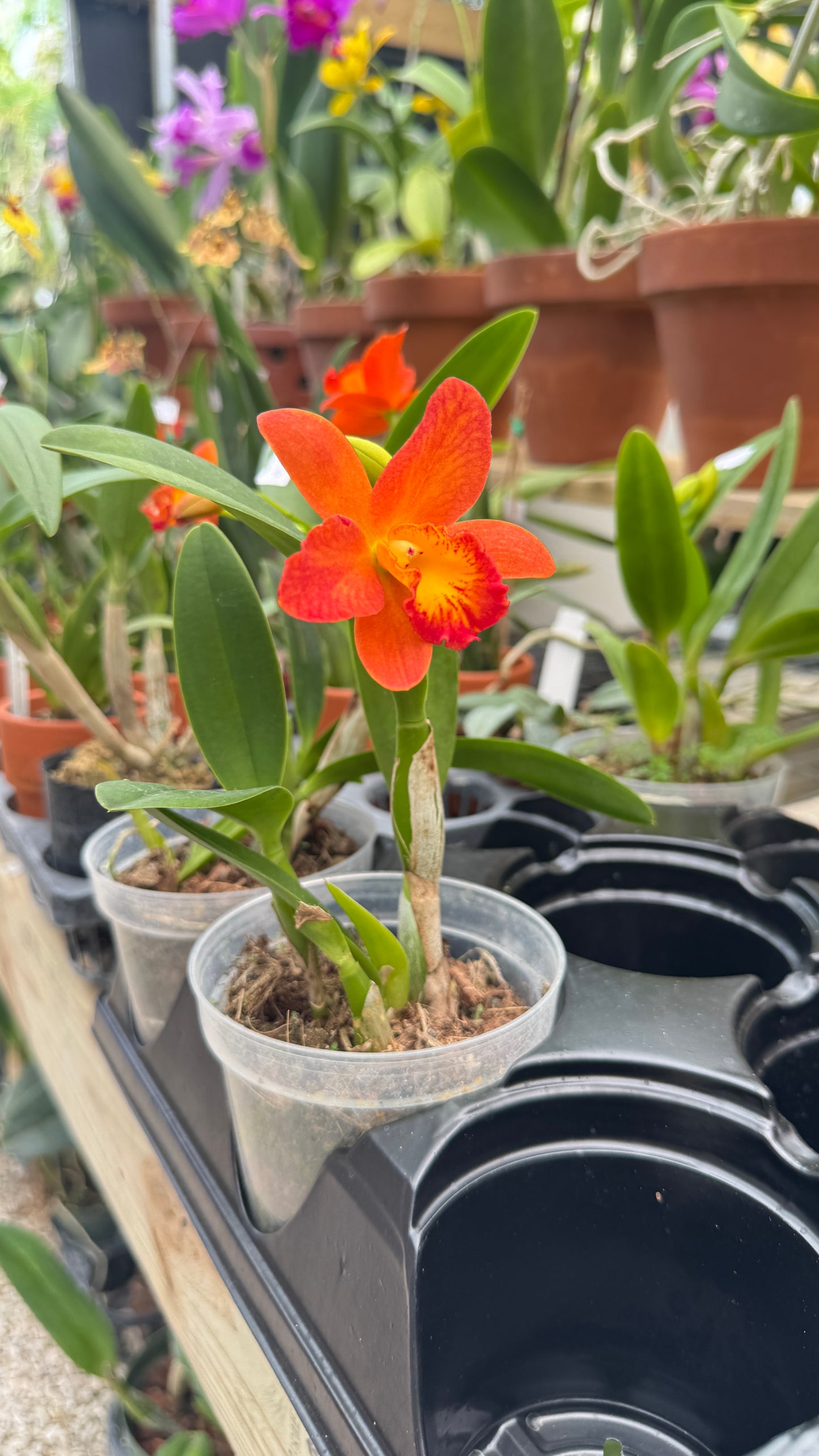 CATTLEYA SHINFON ORNAGE 4"