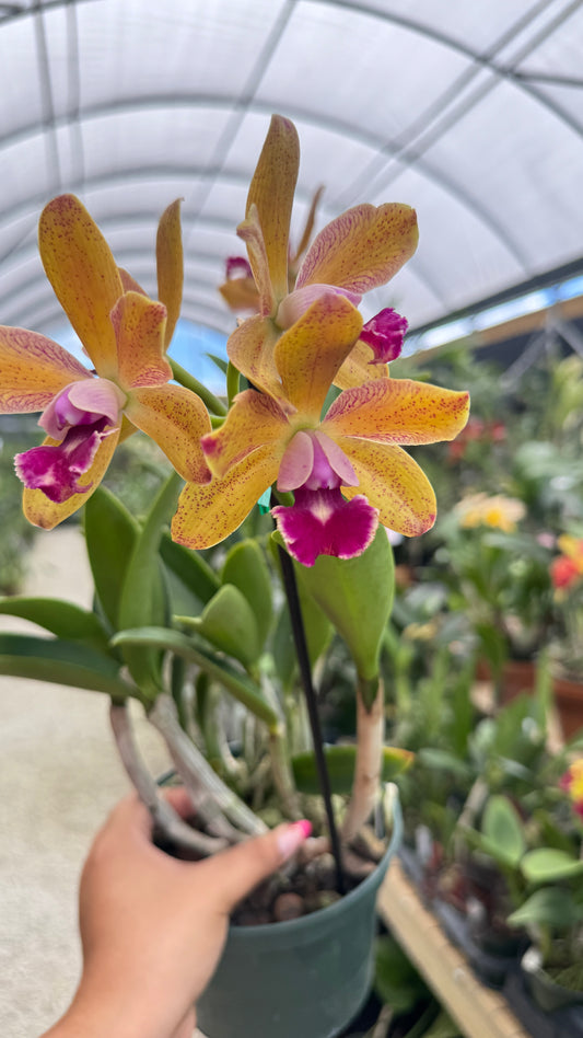 SLC. KATHERINE CLARKSON X BLC SUN SPOTS 4"
