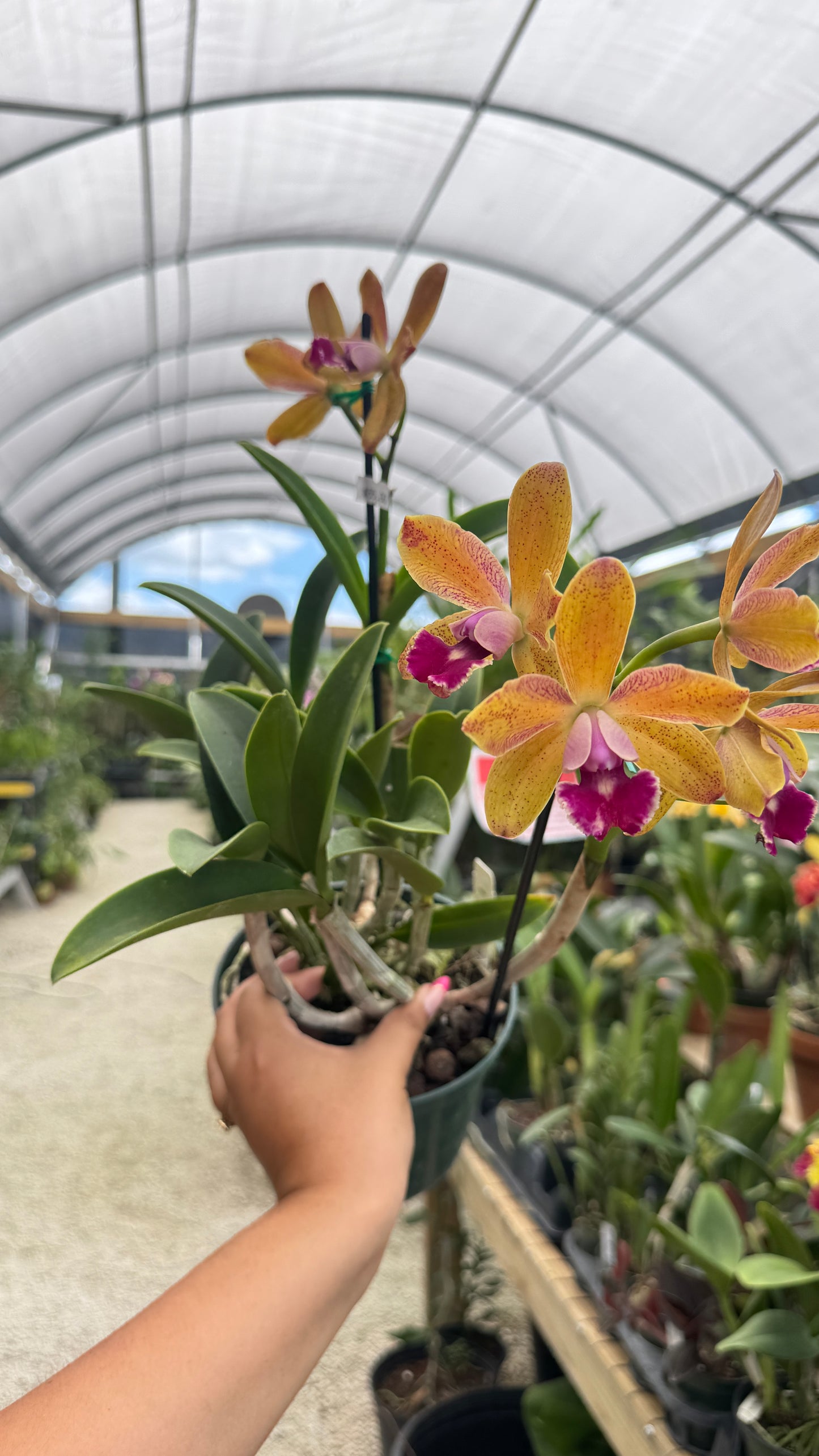 SLC. KATHERINE CLARKSON X BLC SUN SPOTS 4"