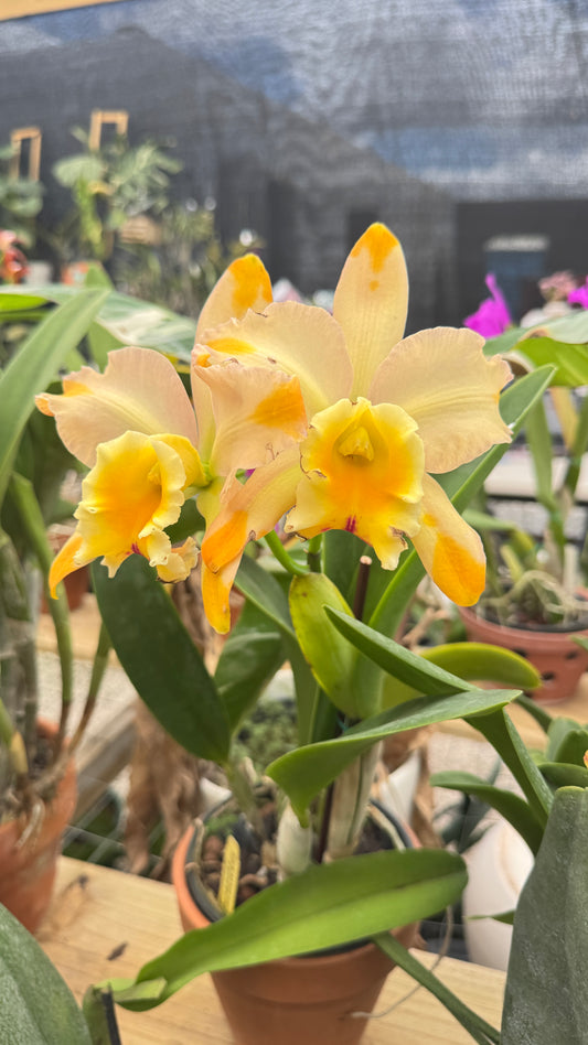 BLC. ANDY URASAKI ORANGE 6"