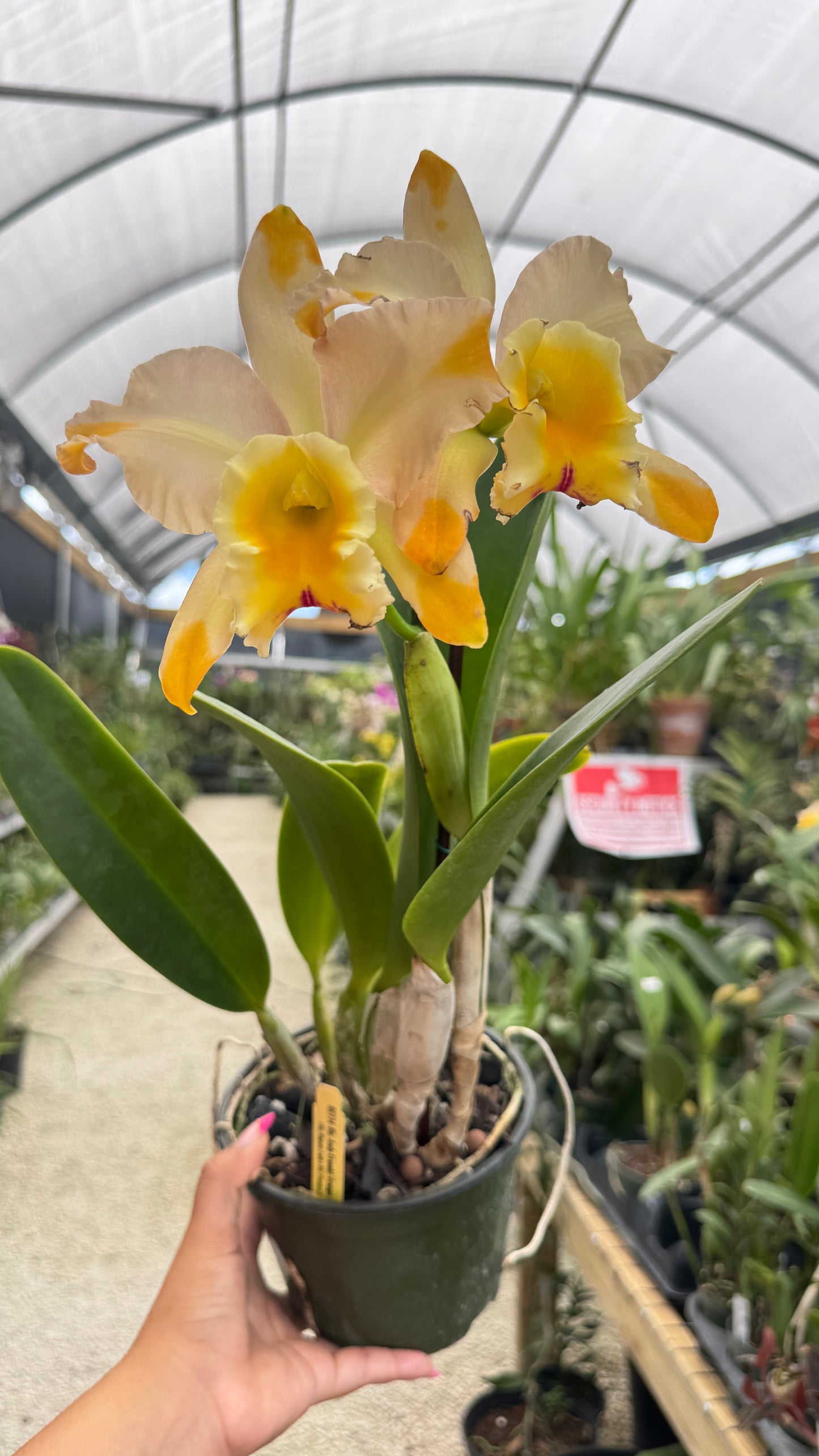 BLC. ANDY URASAKI ORANGE 6"