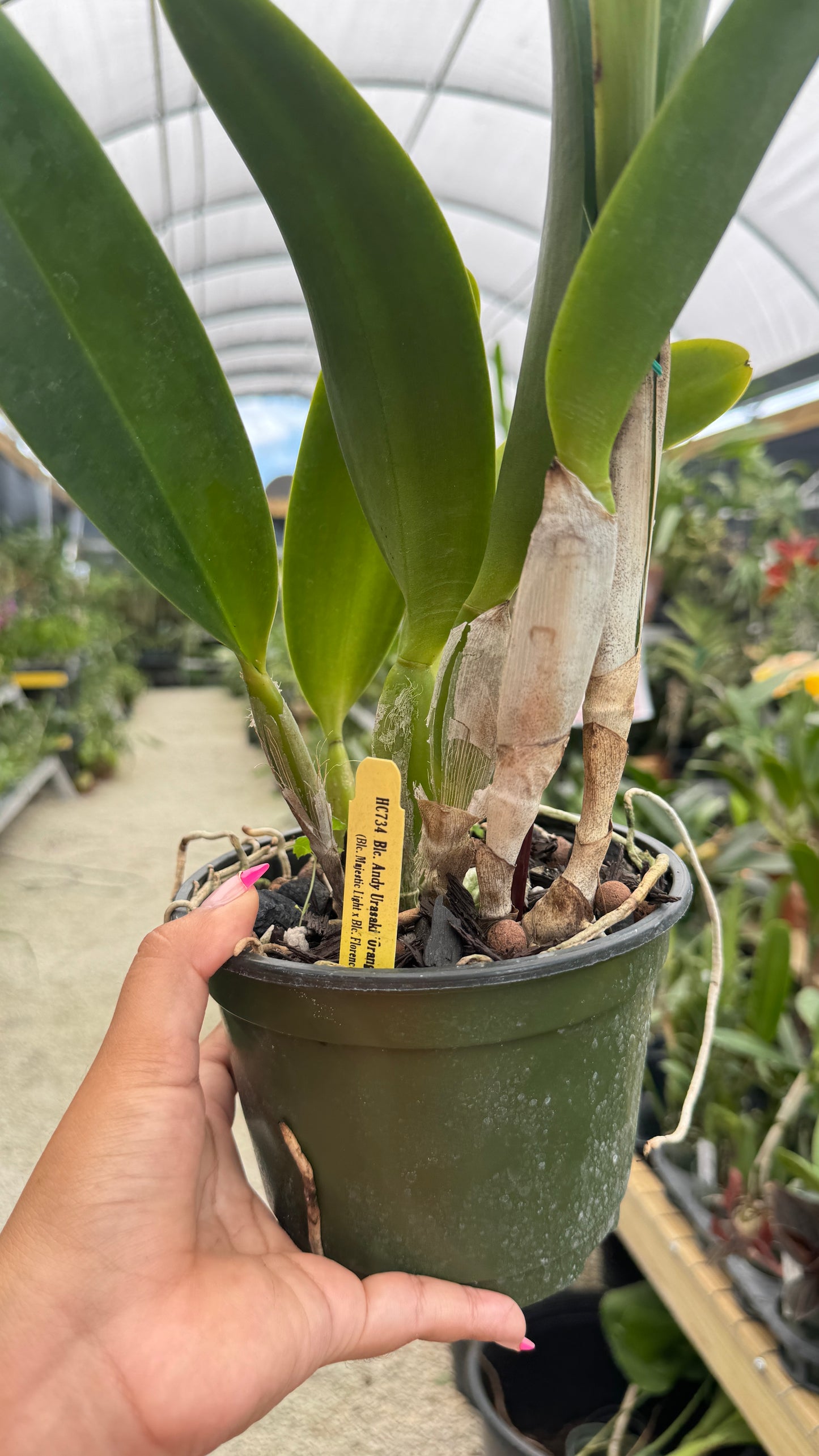 BLC. ANDY URASAKI ORANGE 6"