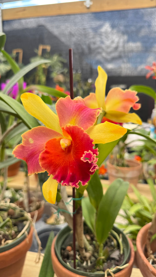 RLC AMAZING THAILAND 6"