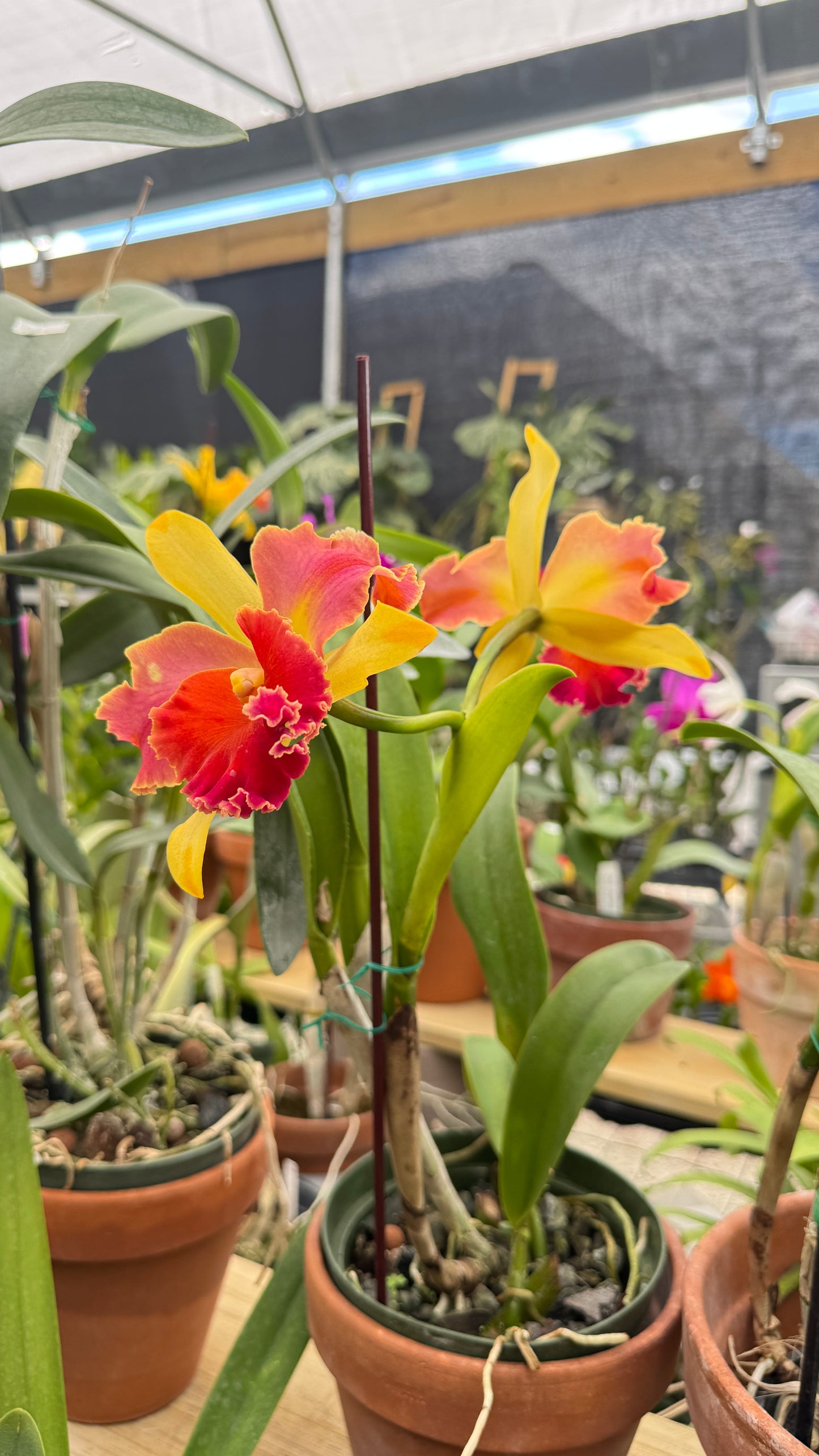 RLC AMAZING THAILAND 6"