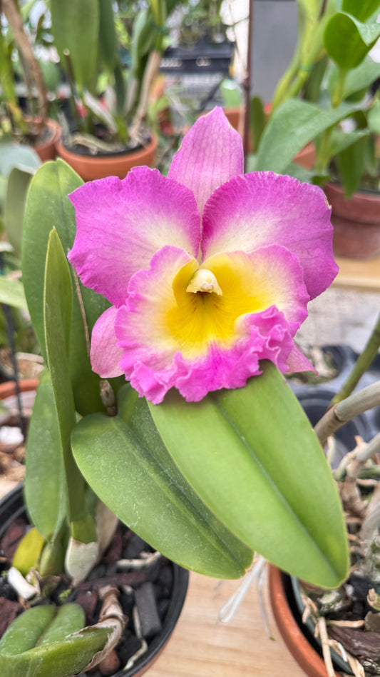 RHY PAITHOON DELIGHT 6"