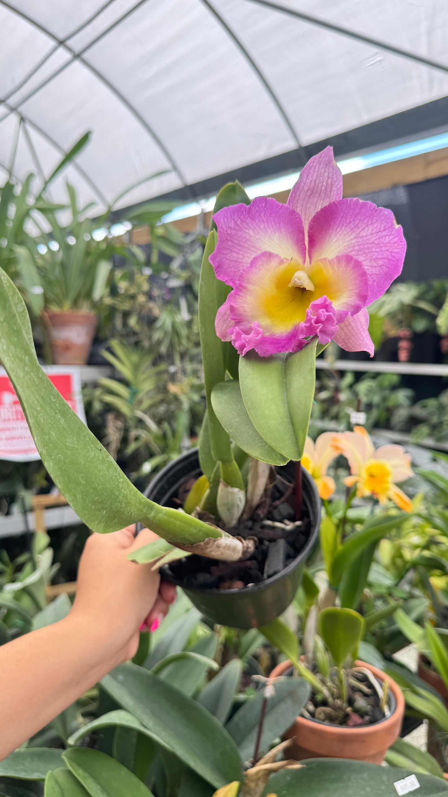 RHY PAITHOON DELIGHT 6"