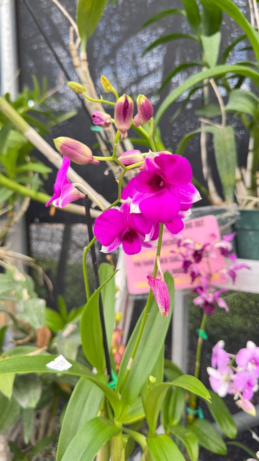 DENDROBIUM PINK AND WHITE TIPS 4"