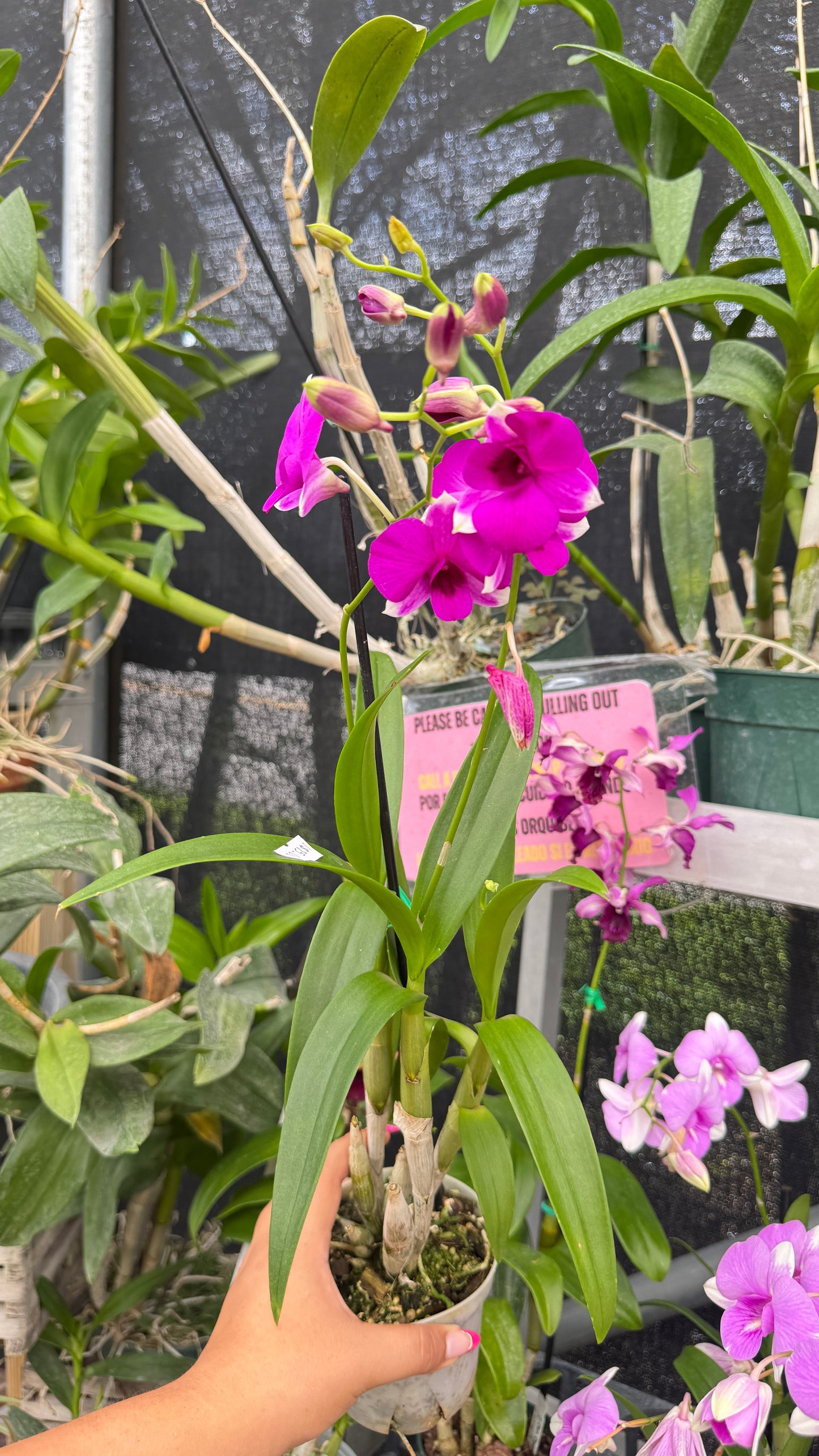 DENDROBIUM PINK AND WHITE TIPS 4"