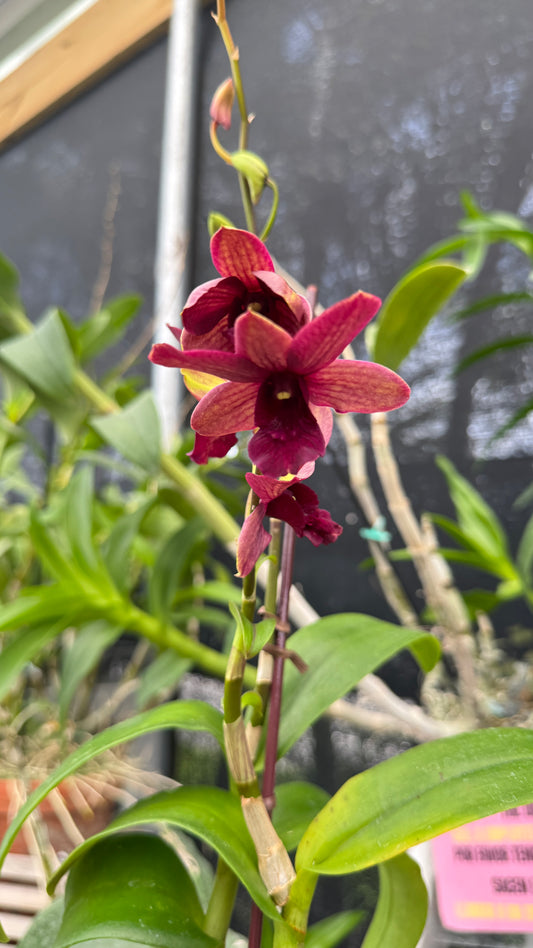 DENDROBIUM BROWN 4"