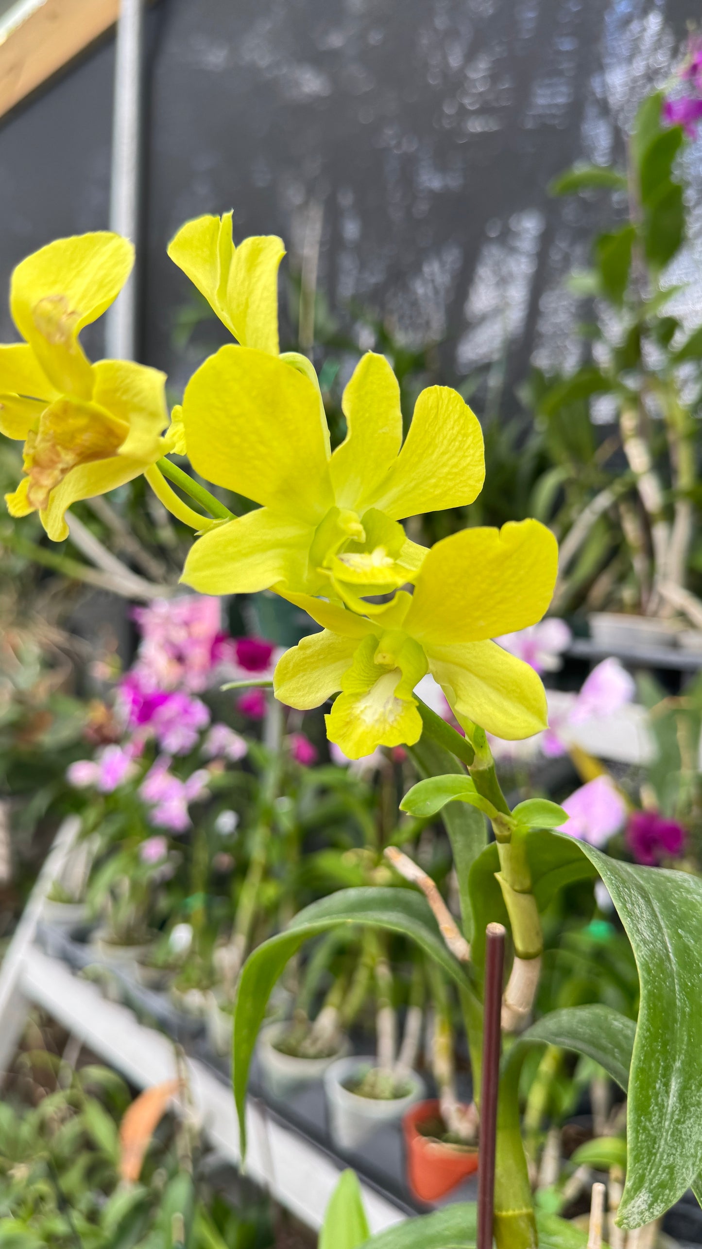 DENDROBIUM YELLOW 4"