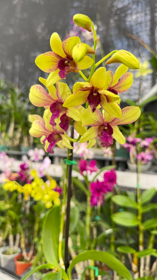 DENDROBIUM MONKEY 4"