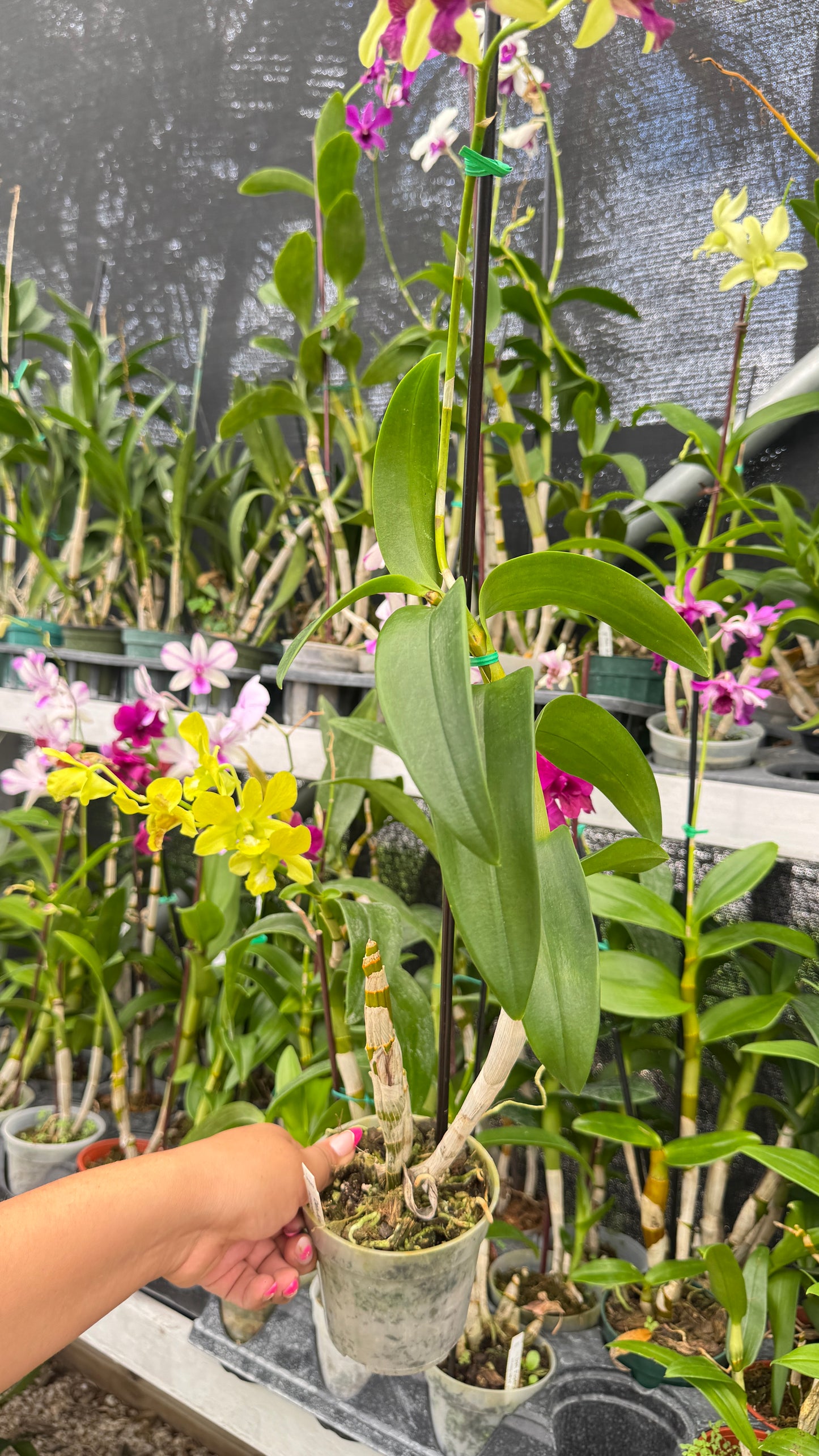 DENDROBIUM MONKEY 4"