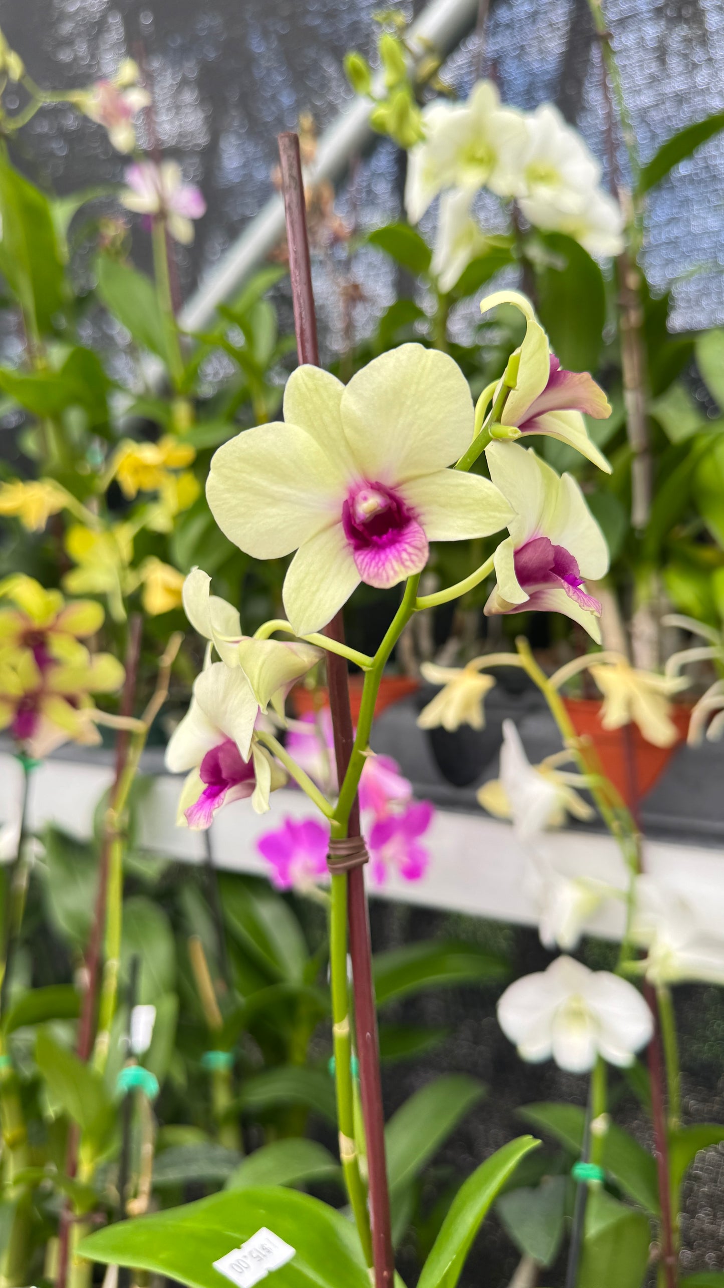 DENDROBIUM WHITE AND PURPLE LIP 4"
