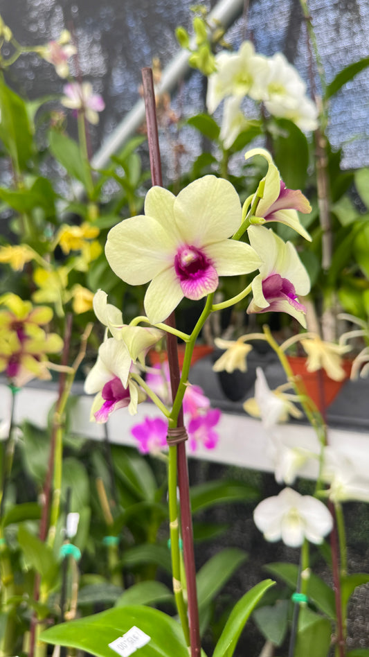 DENDROBIUM WHITE AND PURPLE LIP 4"