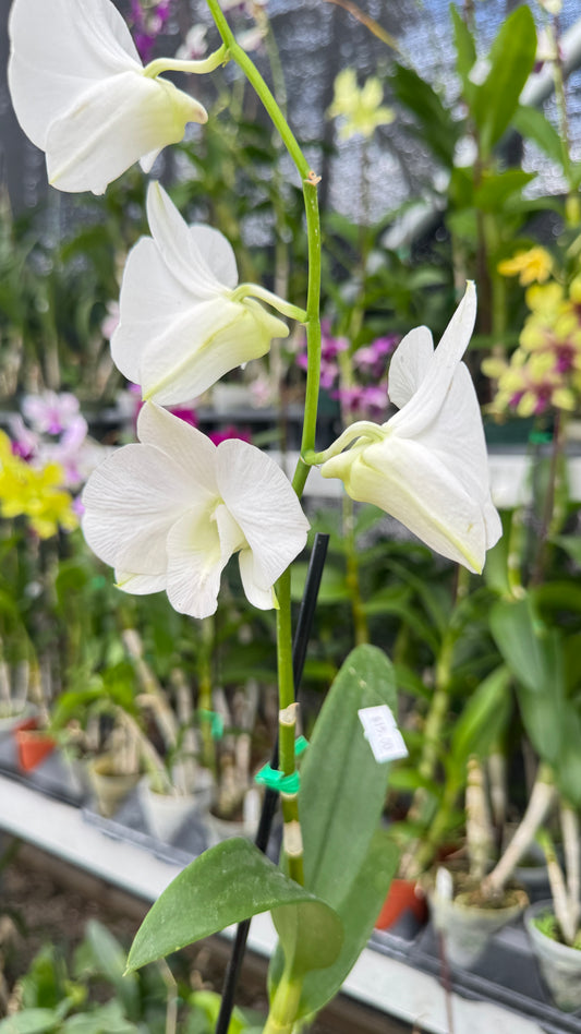 DENDROBIUM WHITE 4"
