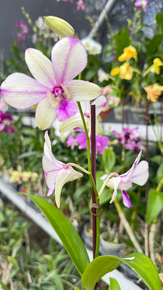 DENDROBIUM POPEYE 4"