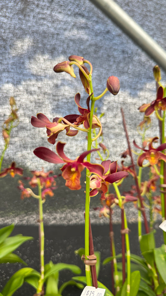 DENDROBIUM GODNESS OF FIRE 4"