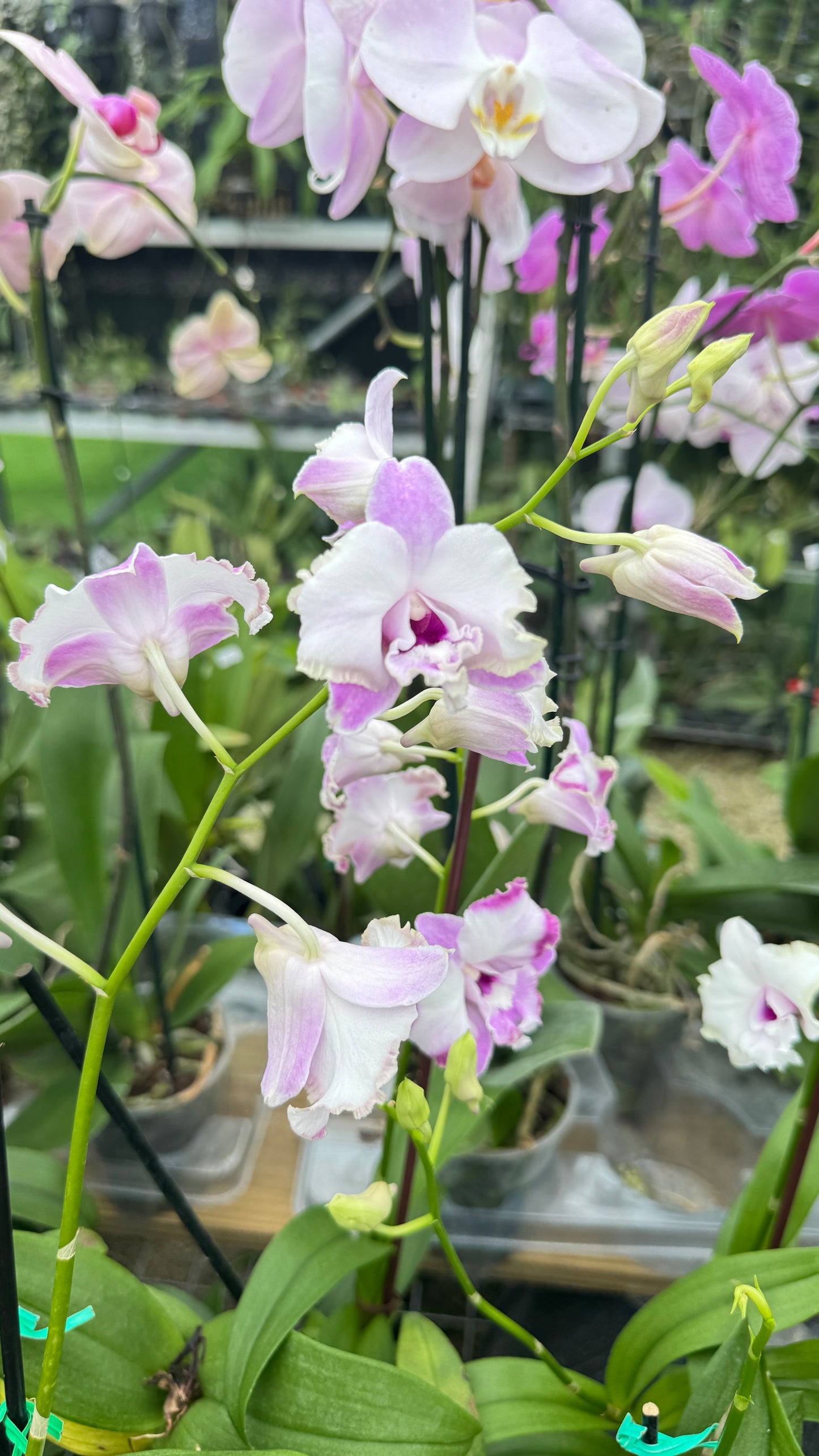 DENDROBIUM NEW NORMAL 4"