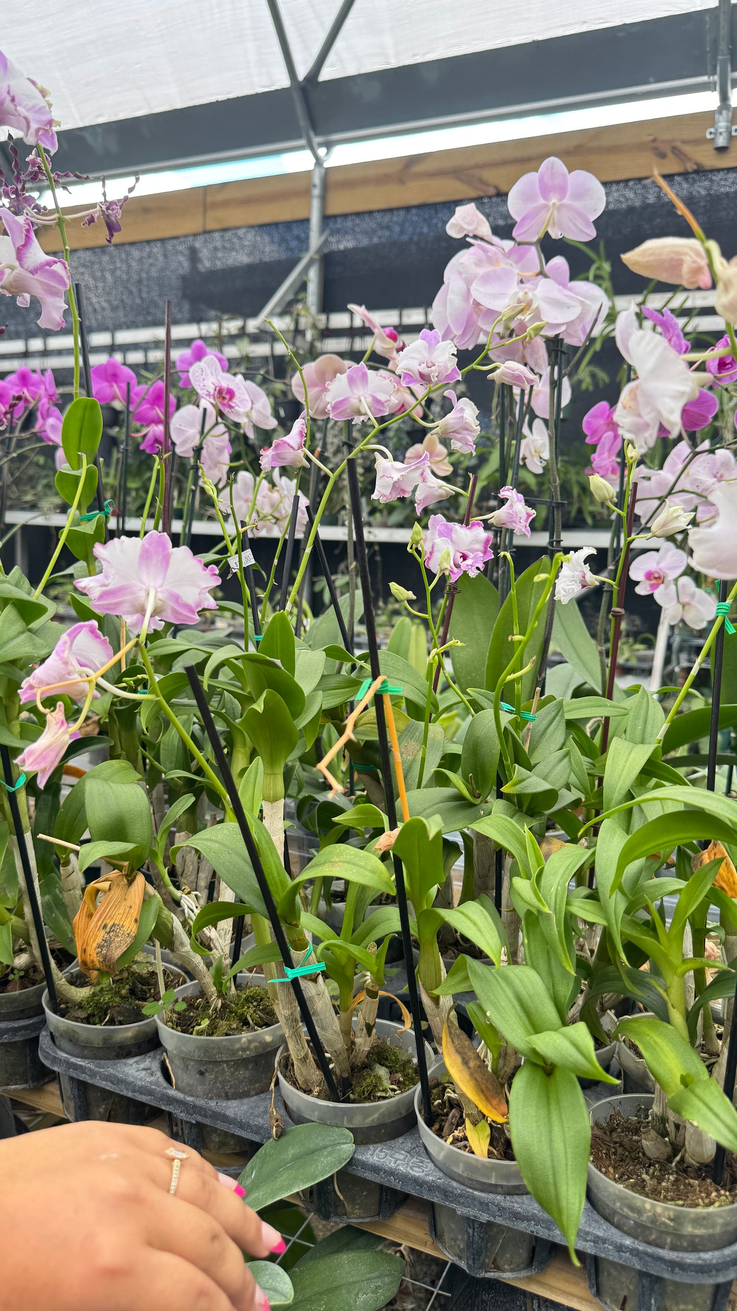 DENDROBIUM NEW NORMAL 4"