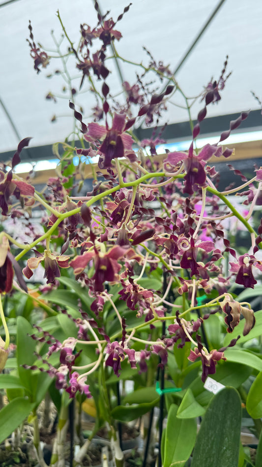 DENDROBIUM BIG BEN 4"