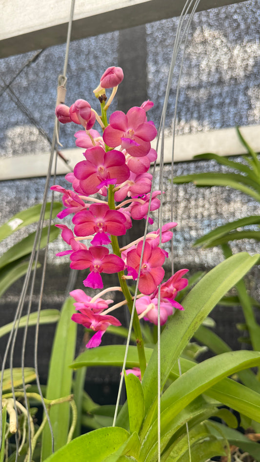 MINI VANDA PINK