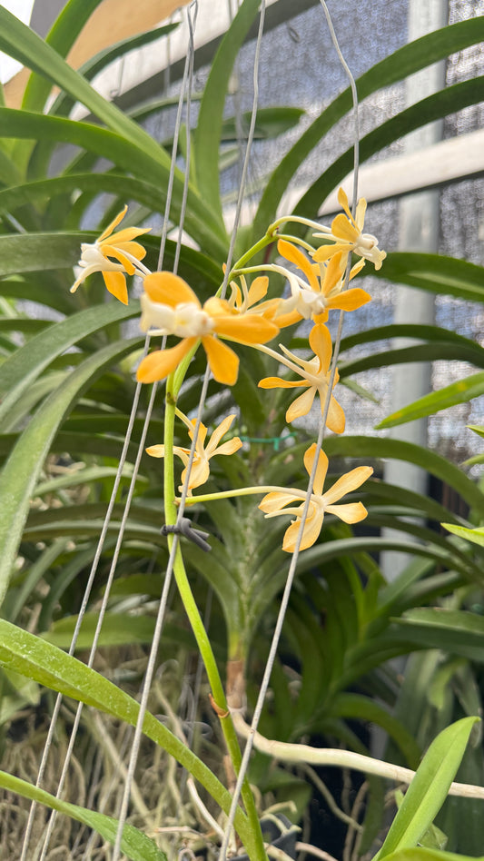 VANDA FALCATA