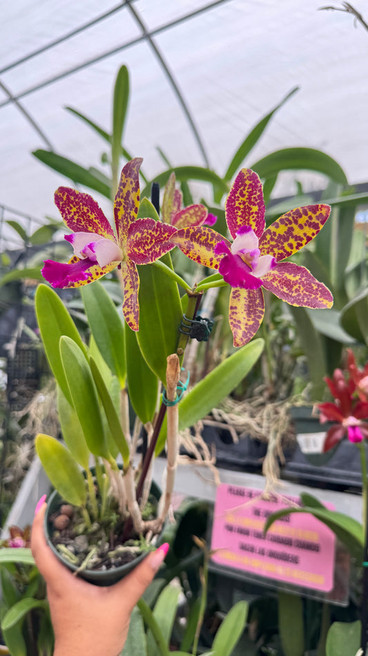 CATTLEYA NAOMI DELIGHT 4"