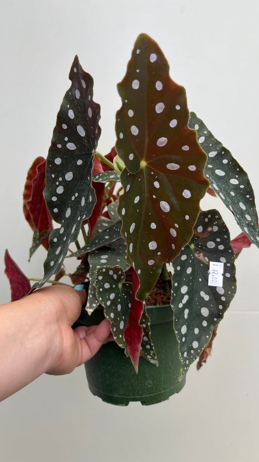 Begonia Maculata 6"