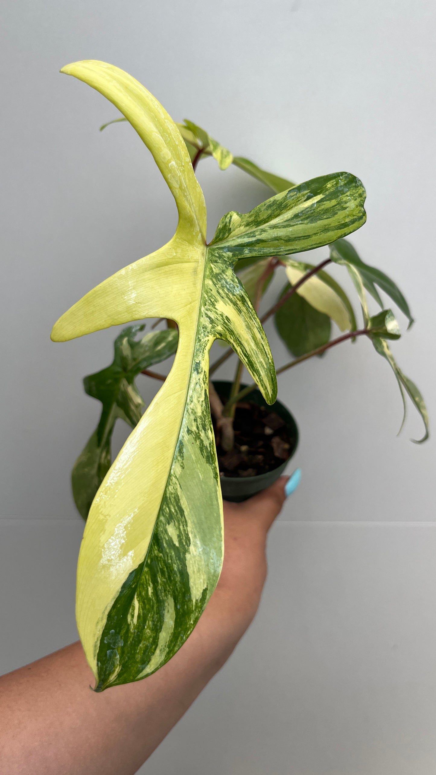 Philodendron Florida Beauty 4"