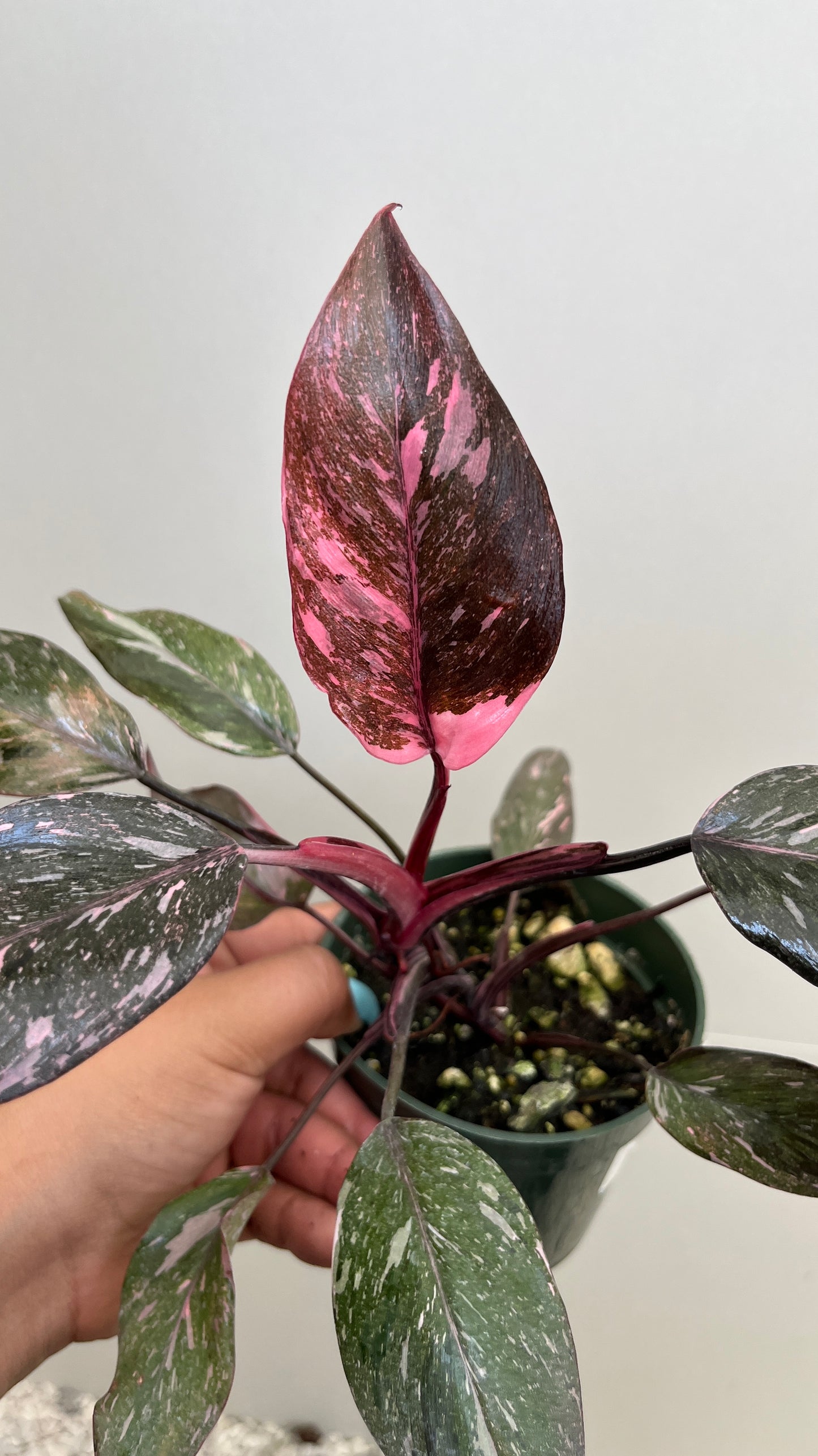 Philodendron Pink Galaxy 4"