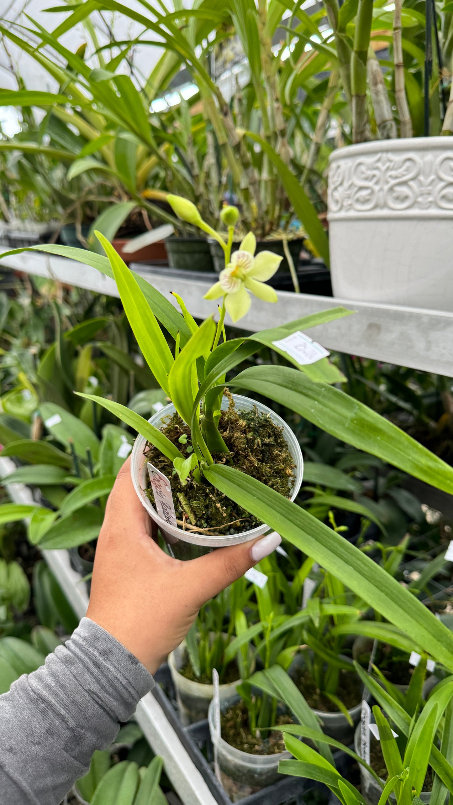 ENCYCLIA RADIATA 4"