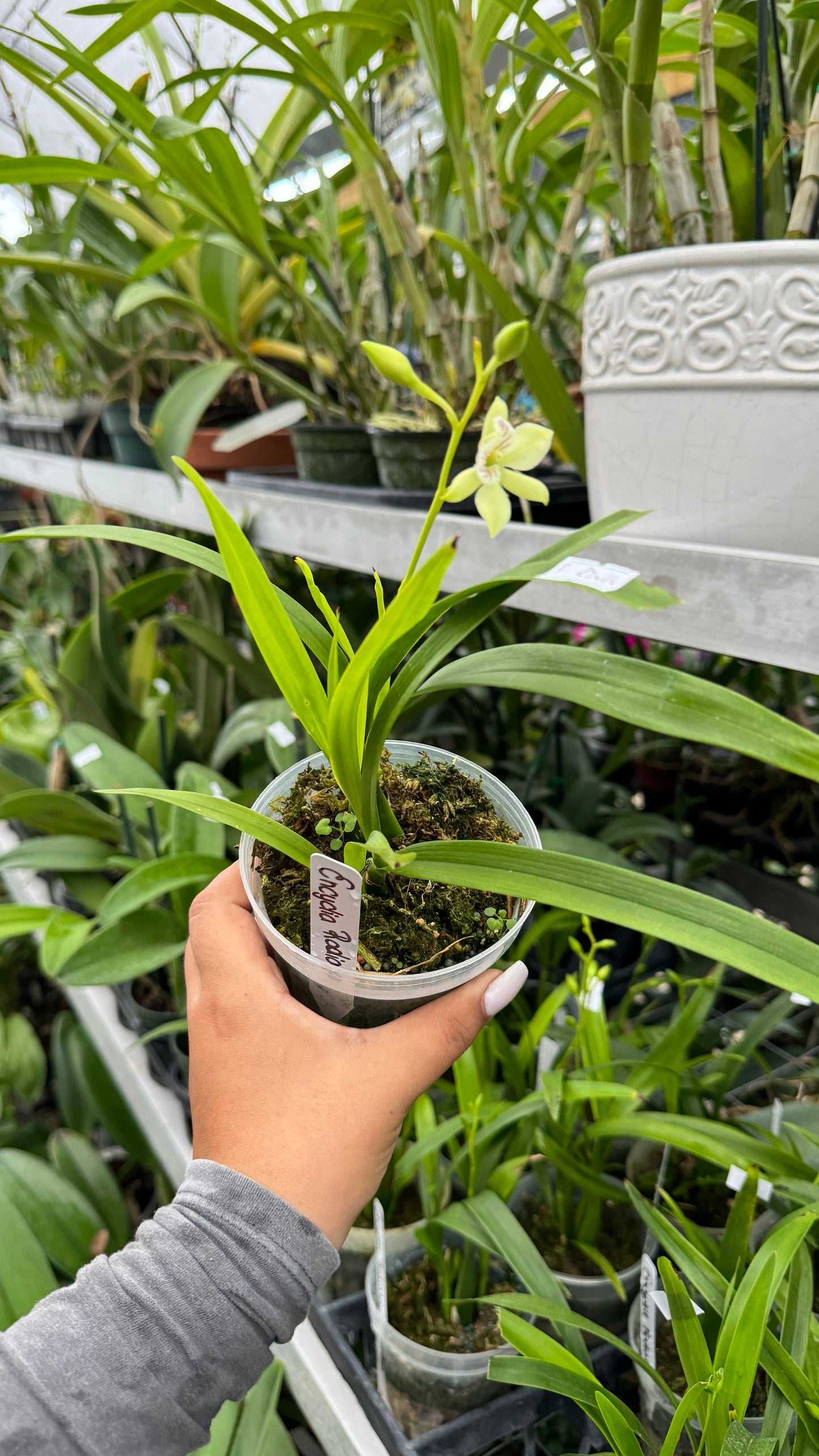 ENCYCLIA RADIATA 4"