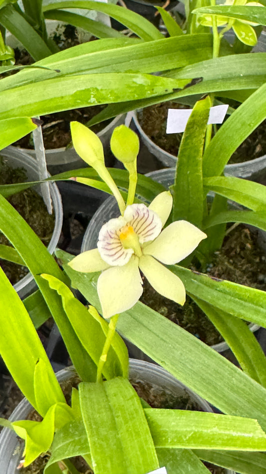 ENCYCLIA RADIATA 4"