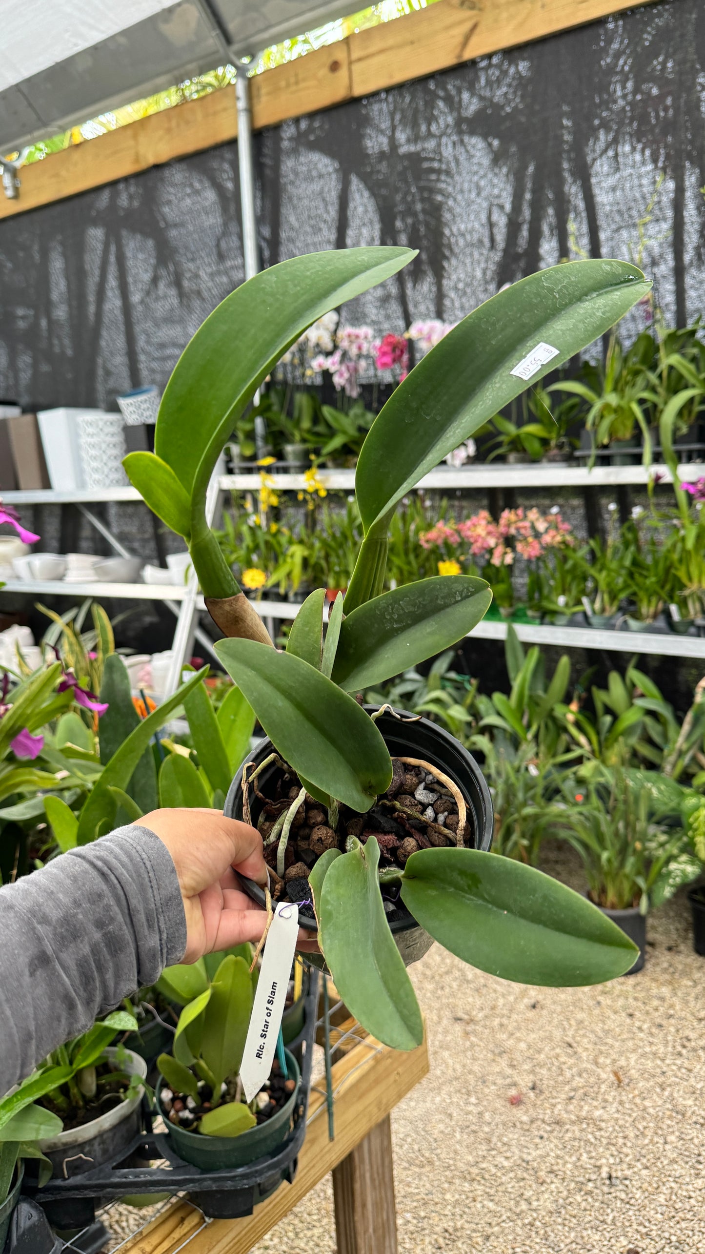 RLC. STAR OF SIAM PUMPKIN 6" NO FLOWER