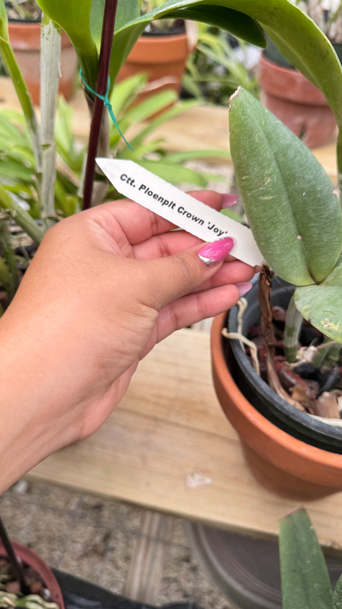 CTT. PLOENPLT CROWN JOY 6"