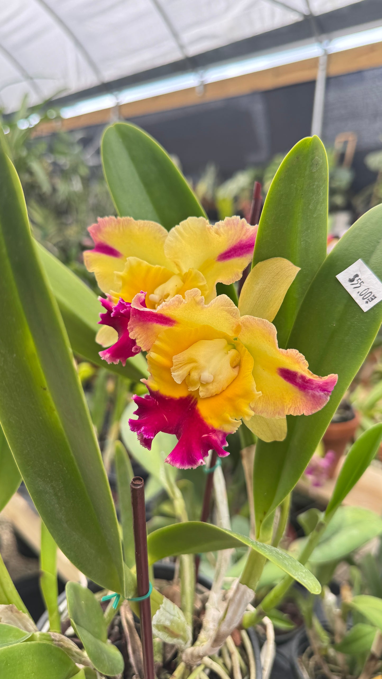 POT. SICK SMITH X CHELSEA ALWARD 6" no flower