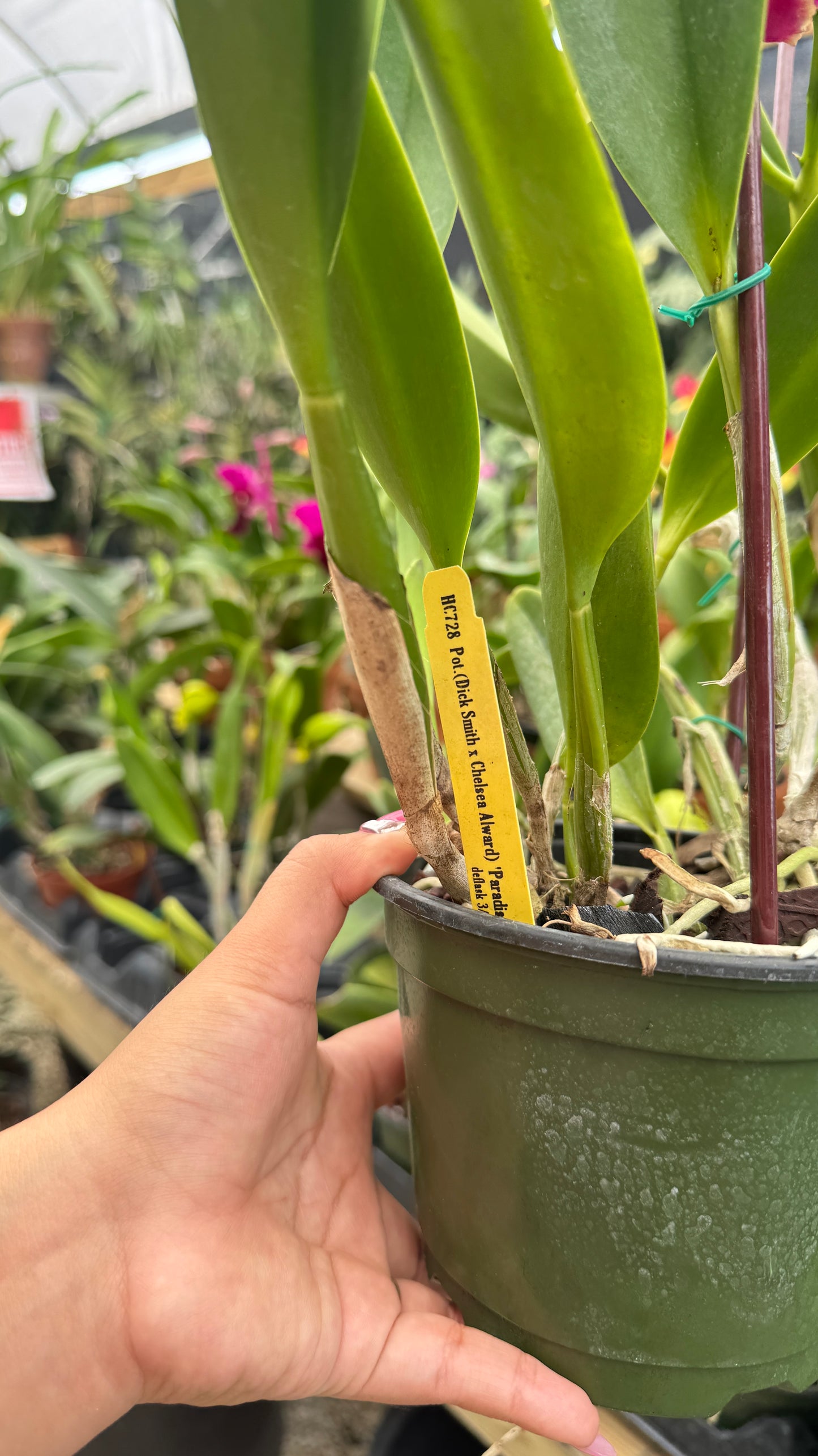 POT. SICK SMITH X CHELSEA ALWARD 6" no flower