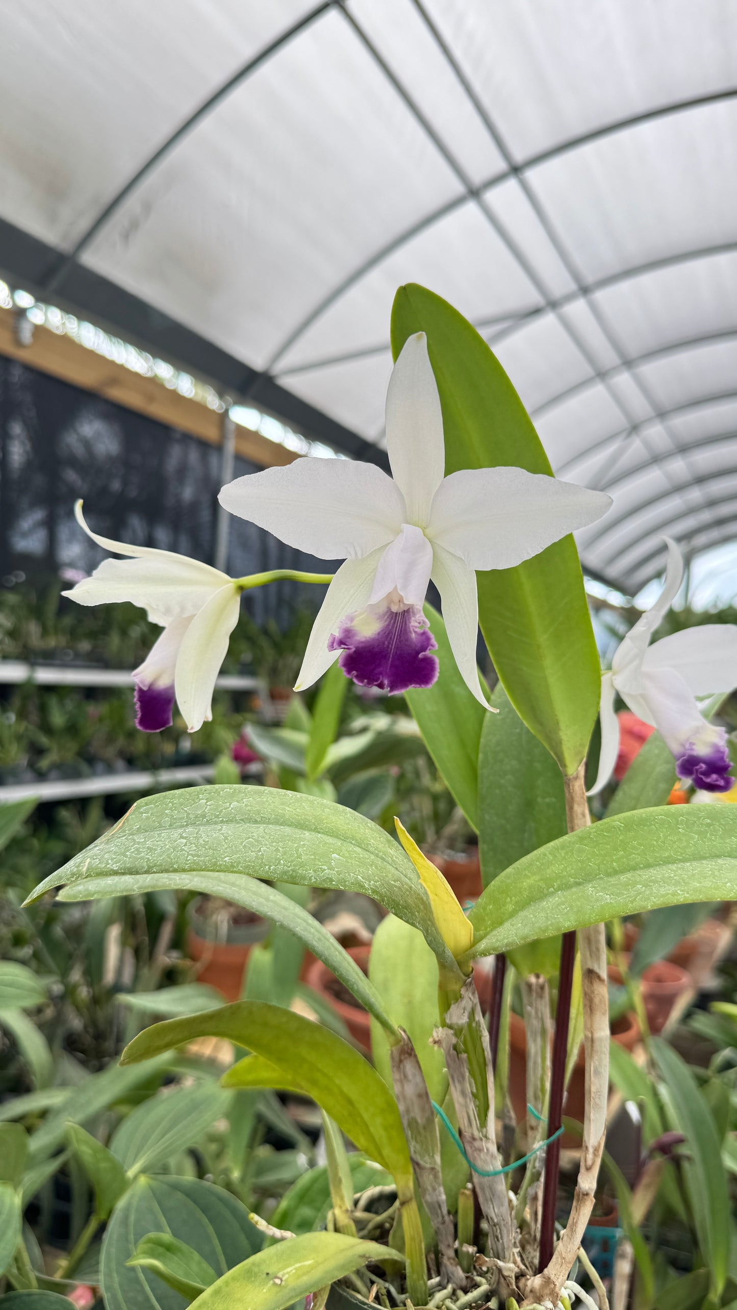 CATTLEYA ENCHASTES 1974 4"