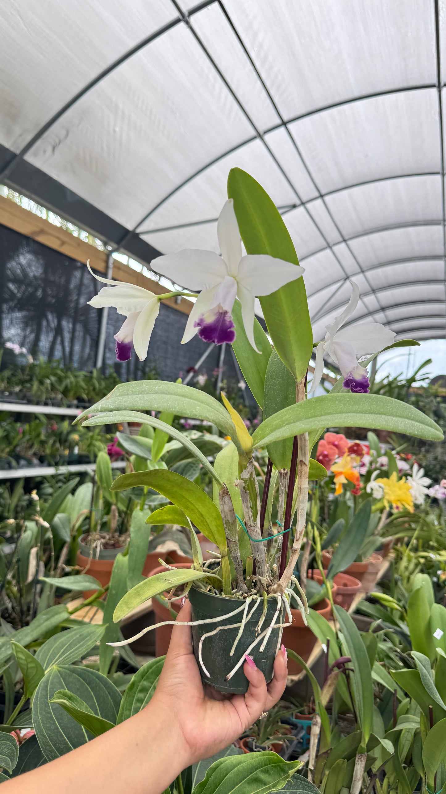 CATTLEYA ENCHASTES 1974 4"